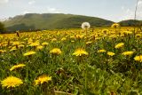 081 gialla_primavera.jpg